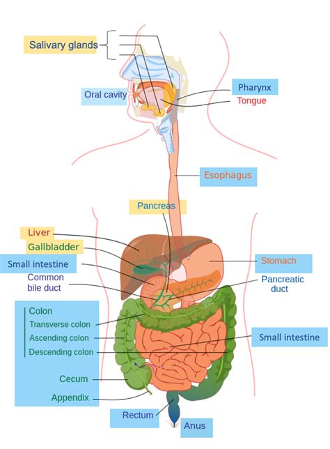 The Digestive System Nutrition Science And Everyday Application