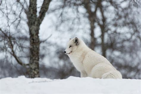 Polar Park Arctic Wildlife Centre Photo Spot Bardu