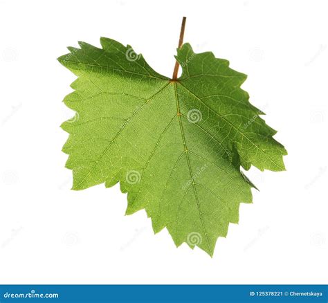 Fresh Green Grape Leaf Isolated Stock Image Image Of Foliage Fresh