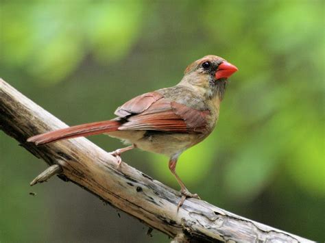 Female Northern Cardinal Photograph By Bruce Lewis