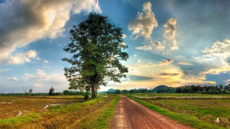 Country Road Field Lonely Tree Grass White Sky Cloud Destop Wallpaper