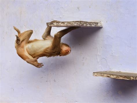 Wallpaper India Temple Photography Monkey Jump Jumping North
