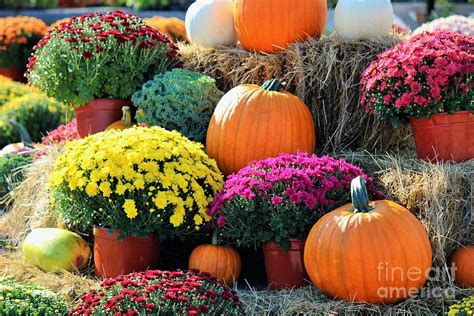 Fall Mums And Pumpkins Photograph By Colleen Snow Pixels