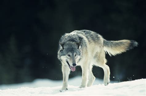 What Adaptations Do Wolves Have? | Sciencing