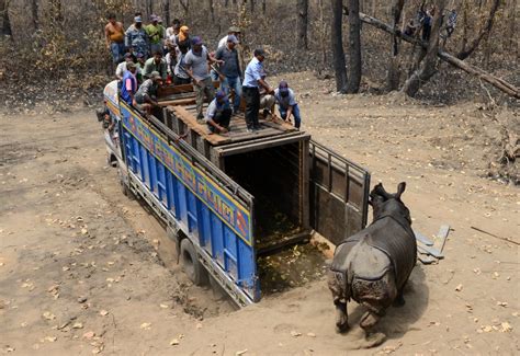 Whats Killing Nepals Rhinos Pacific Standard