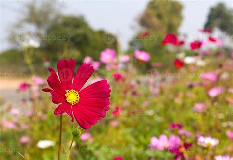 Red Cosmos Flowers 13144625 Stock Photo At Vecteezy