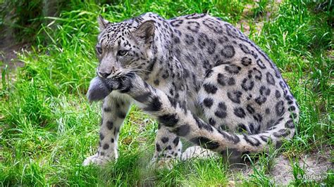 10 Wholesome Pics Of Snow Leopards Who Love Biting Their Fluffy Tails