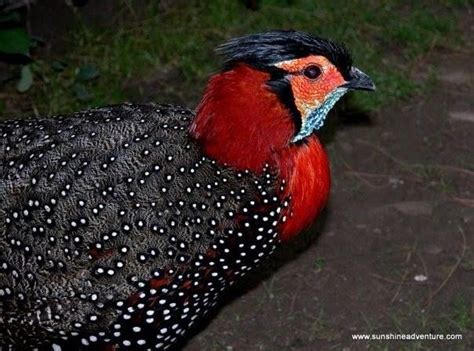 17 Best Images About Pheasants Tragopan On Pinterest