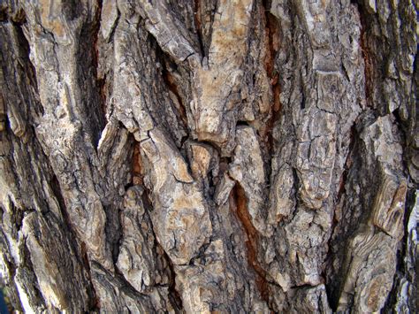 Images Gratuites Arbre La Nature Branche Bois Texture Feuille Tronc écorce Pin Sol