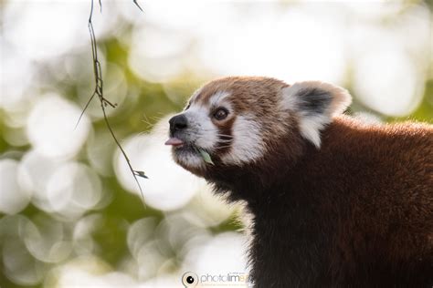 Panda Roux Parc Zoo Du Reynou