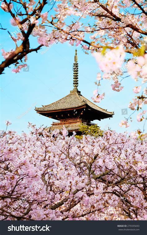 Cherry Blossom In Japankyoto Ninna Ji Temple Famous