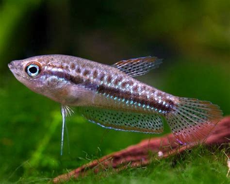 Sparkling Gourami Planted Aquaria Bring Nature Home