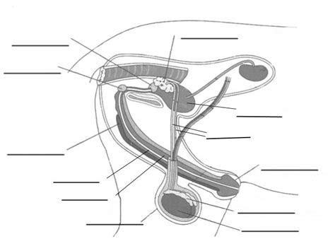 Male Livestock Reproductive System Diagram Quizlet