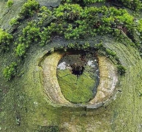 45 Unusual Oddities Found In Nature Amazing Nature Mother Nature