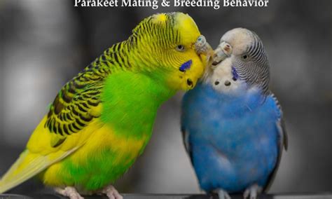 Parakeets Breeding Mating All That You Need To Know YardPals