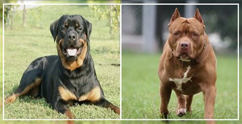 Pit Bull And Rottweiler Dogexpress