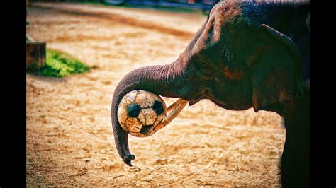 Elephants Playing Soccer Thailand Ch 26 Youtube