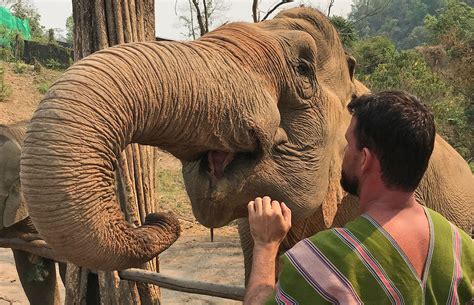 Elefantes na Tailândia como e visitar um santuário de verdade
