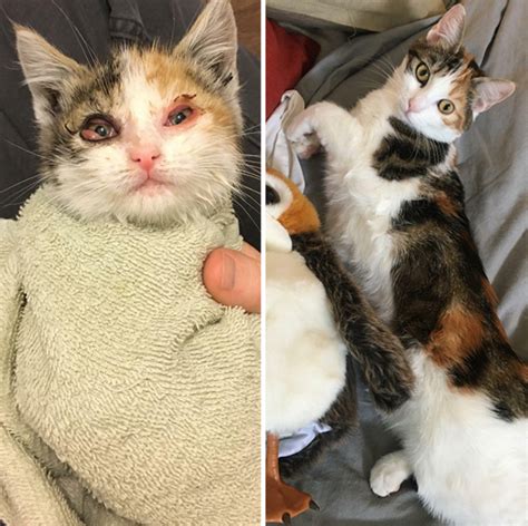 Kitties Who Were Rescued In The Nick Of Time Transform Into Beautiful Cats