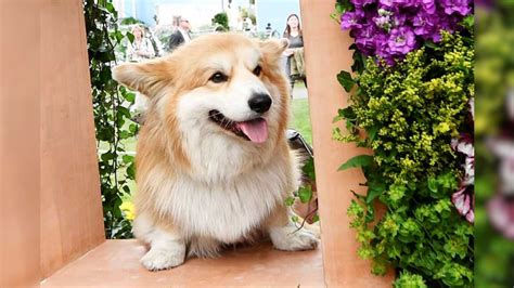Queen Elizabeth S Last Royal Corgi And James Bond Star Willow Has Died News18