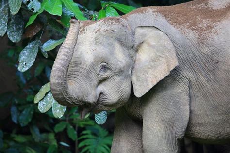 The Most Endangered Elephants In The World Readers Digest
