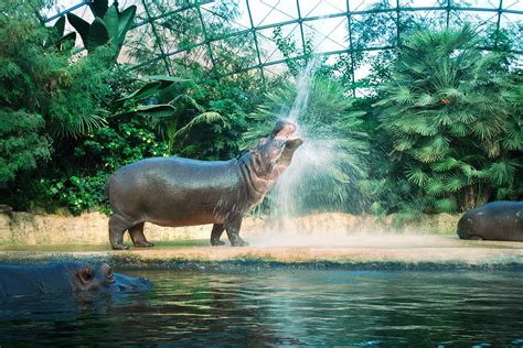 15 Best Zoos In The World To Visit In 2022 Itinku