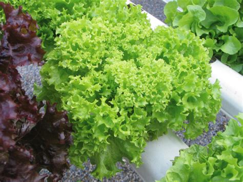 Find the perfect lettuce coral stock photos and editorial news pictures from getty images. ZEN HYDROPONICS: สลัด กรีนโครอล (Green Coral Lettuce)