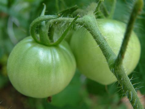Unripe Tomatoes 2 Free Photo Download Freeimages