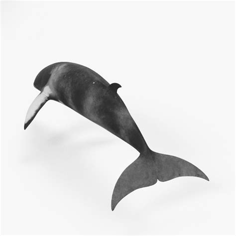 3d Minke Whale Model Turbosquid 1415461