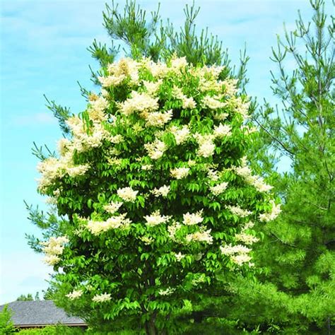 Ivory Silk® Japanese Lilac Tree Grown By Overdevest