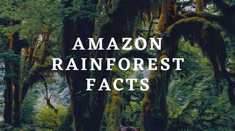 Amazon Rainforest Facts For Kids Youtube