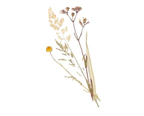 √ Dried Flowers Png