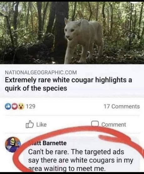 Best Funny Cougar Memes 9gag