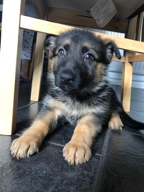 Even at this newborn age, some will begin humping as well. German Shepherd puppy - 8 weeks old female | London, North ...