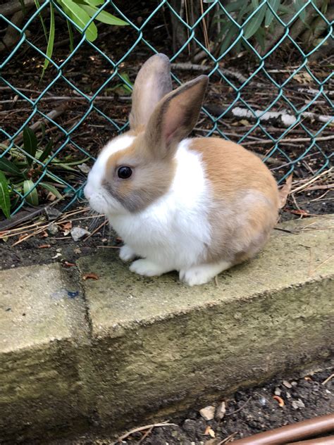 Dutch Rabbit Rabbits For Sale Anaheim Hills Ca 298259