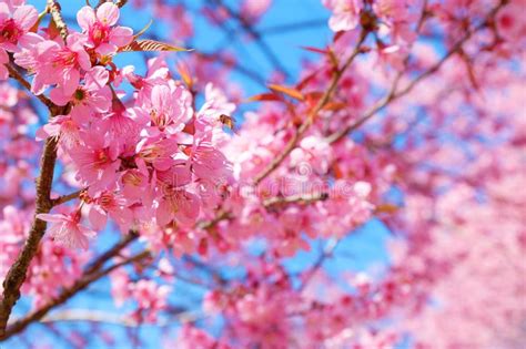 Beautiful Cherry Blossom Pink Sakura Flower With Blue Sky In Spring