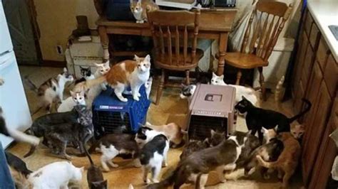 Over 50 Cats Found In Ohio Hoarding Situation