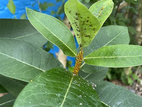 Aphid Infestation On Your Houseplants Heres How To Get Rid Of The