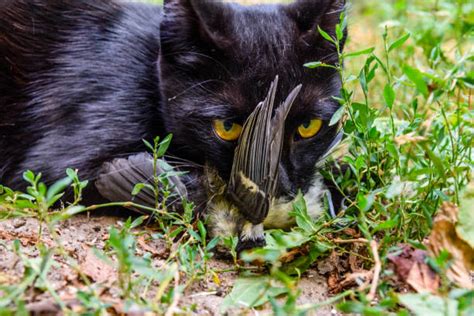 Cat Eating Bird Stock Photos Pictures And Royalty Free Images Istock