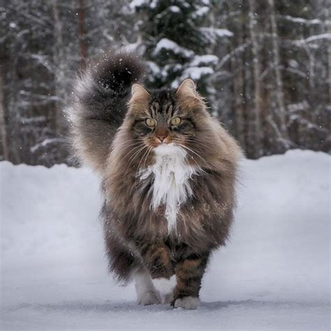 30 Pics Of Finnish Cats Living Their Best Winter Life Norwegian