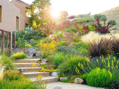 Guide To Drought Tolerant Plants Yardzen