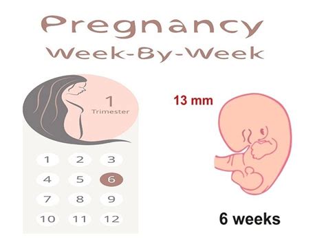 symptoms of 2 week pregnancy 2 weeks pregnant symptoms tips and more but trying to detect