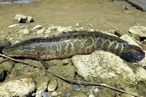 Invasive Snakehead Fish Found In Georgia Georgia