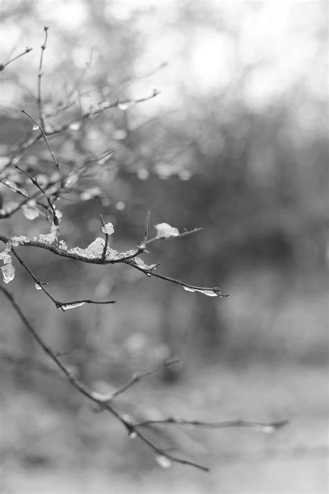 무료 이미지 나무 분기 눈 겨울 검정색과 흰색 식물 사진술 햇빛 꽃 서리 얼음 봄 날씨 단색화 시즌