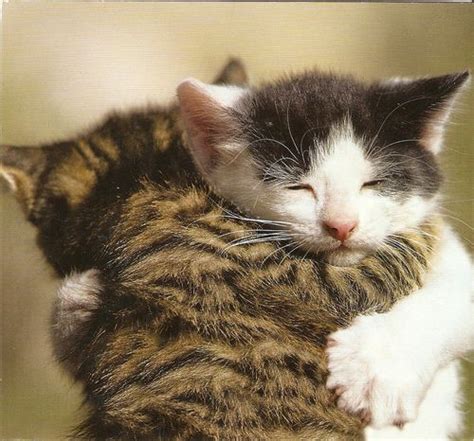 Kittens Hugging Cute Cats Cute Animals Crazy Cats