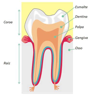Quantos Dentes De Leite Uma Crian A Possui Relacionado A Crian As