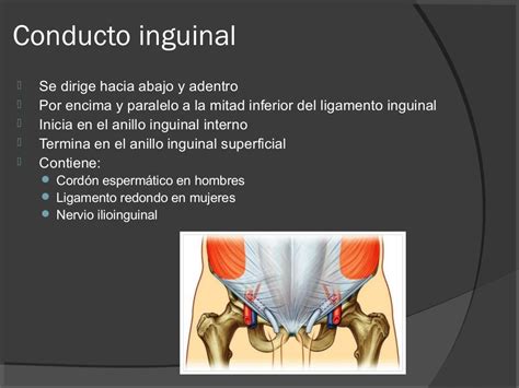 Anatomía Del Ligamento Inguinal