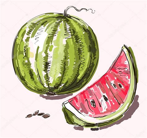 Vector Hand Drawing Realistic Watermelon Stock Vector Image By