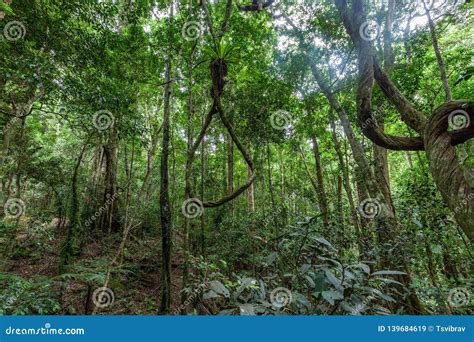 Lianas Hanging From Trees In Rainforest Stock Image Image Of