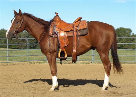 Online horse auction set for this weekend | Mississippi State